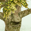 Small Treant