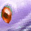 Feral Ruby Dolphin