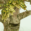 Jungle Guardian